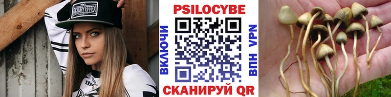 Купить  Грязи  Галлюциногенные грибы Cubensis 